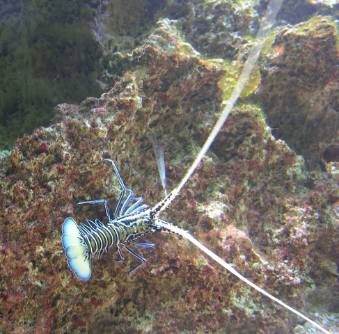 Photo of Panulirus versicolor