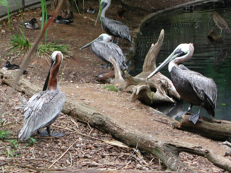 pelicans