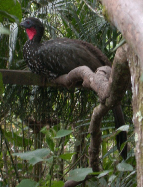 Galliformes