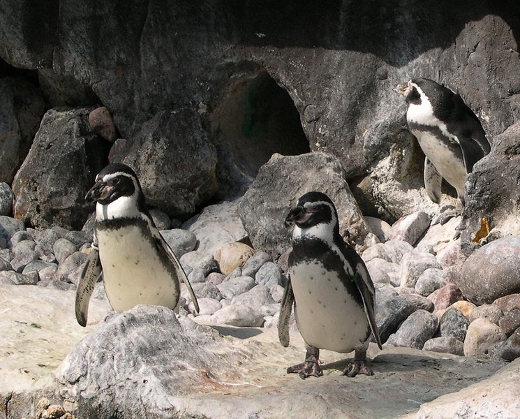 penguins