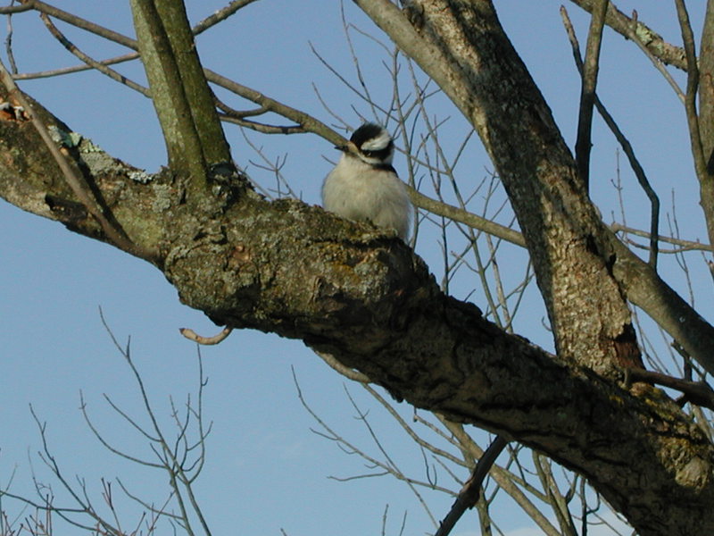 picoidesvillosus