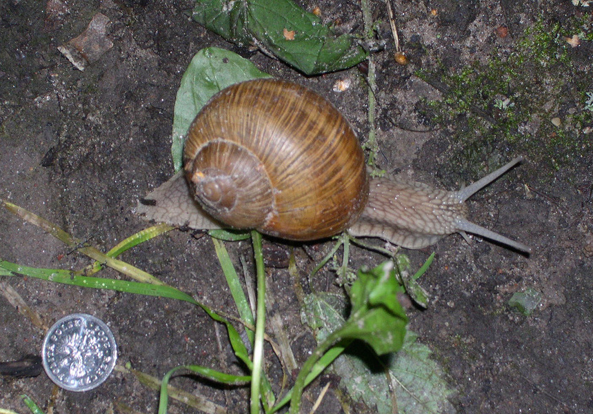 Gastropoda