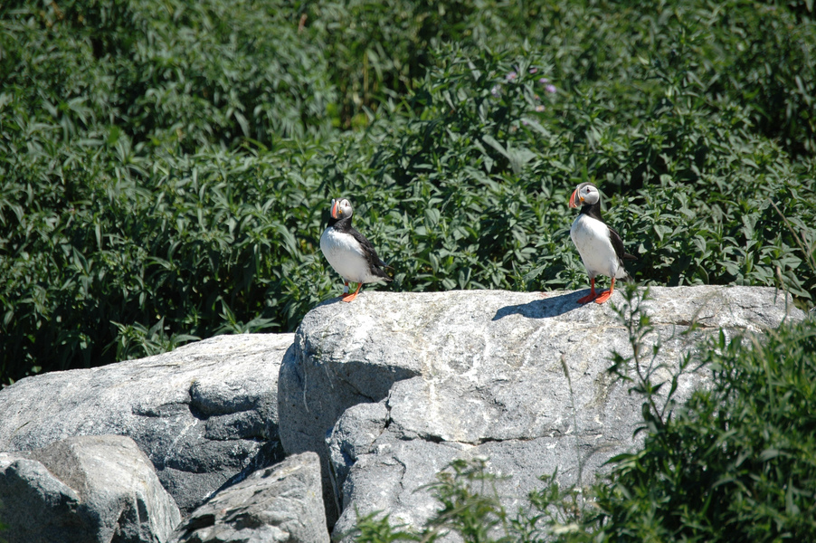 puffins7