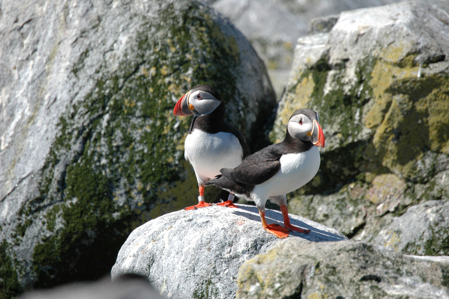 puffins8