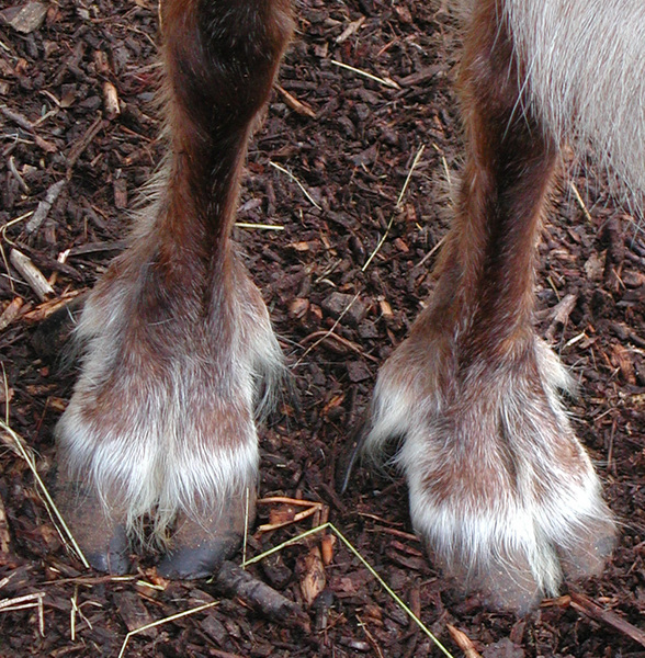 rangifer_feet