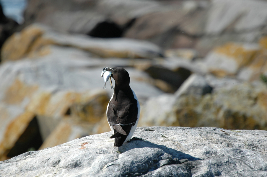 razorbill_withfish