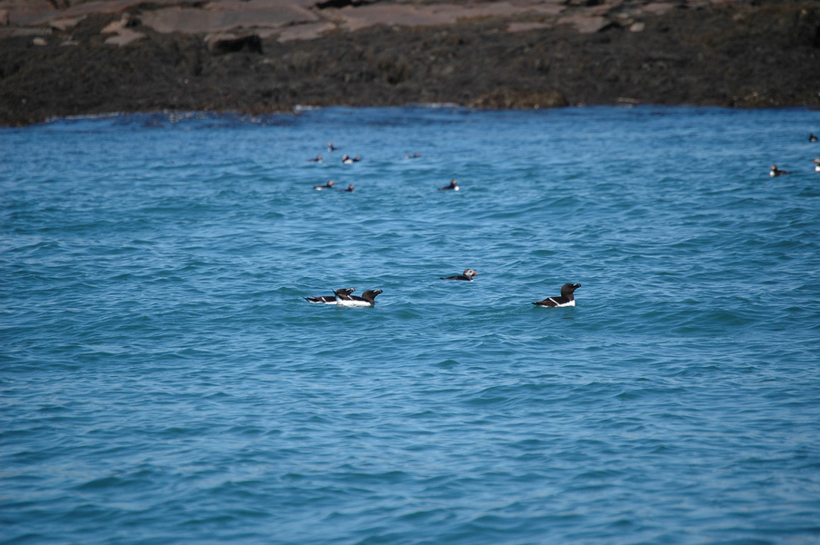 razorbills2