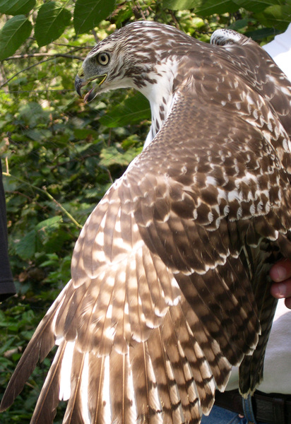 Falconiformes