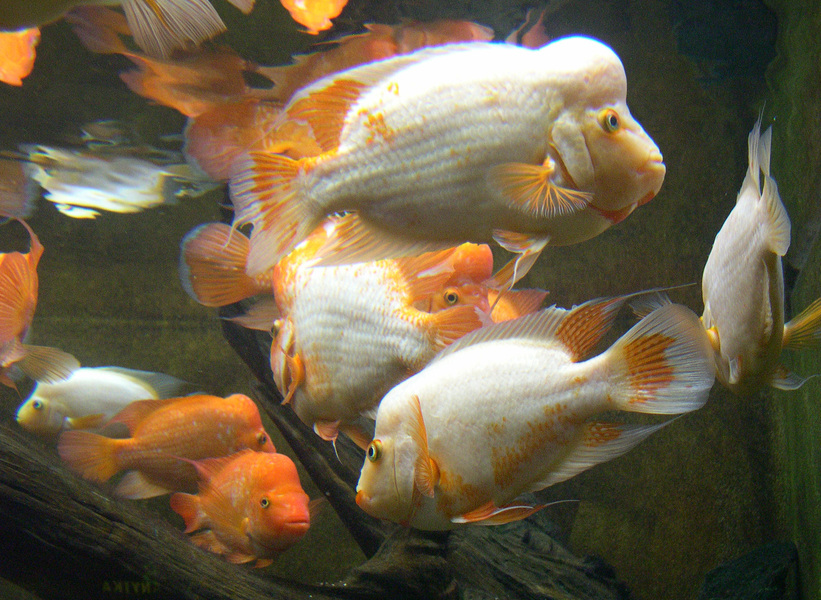 reddevilcichlids3