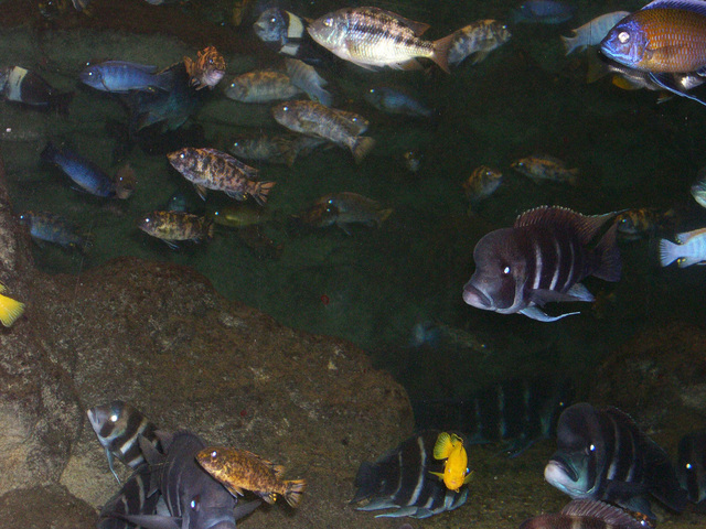 Photo of Haplochromis