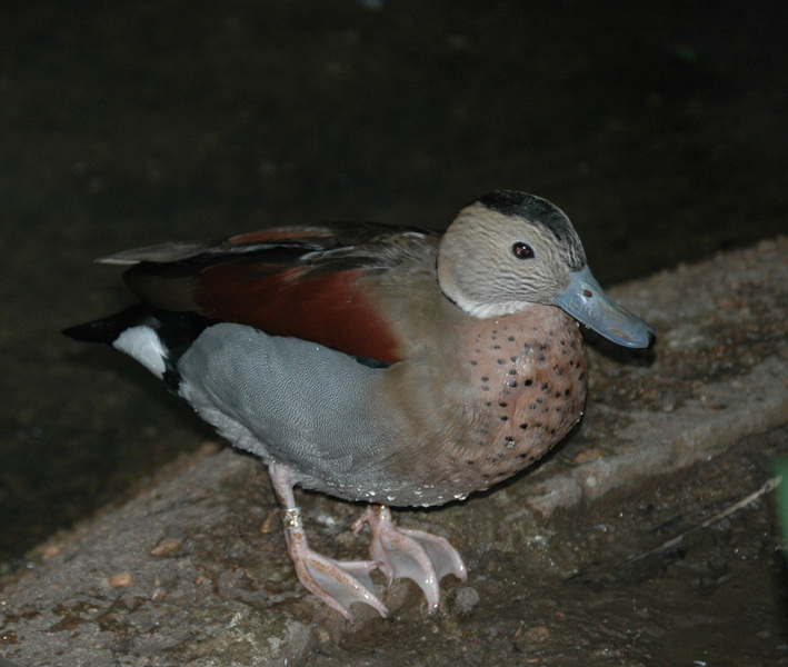 Callonetta leucophrys