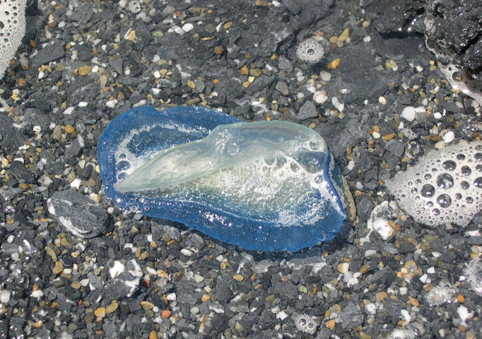 Photo of Velella velella