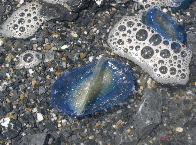 Photo of Velella velella