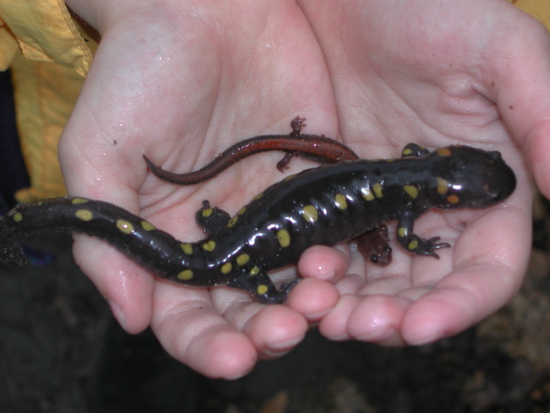 Ambystoma maculatum