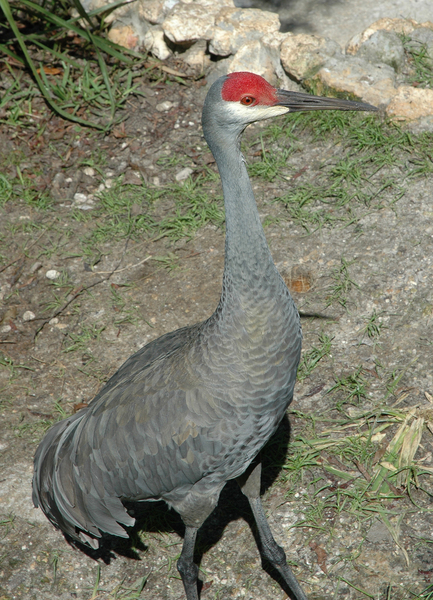 Grus canadensis