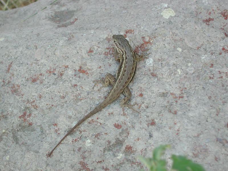 sceloporus