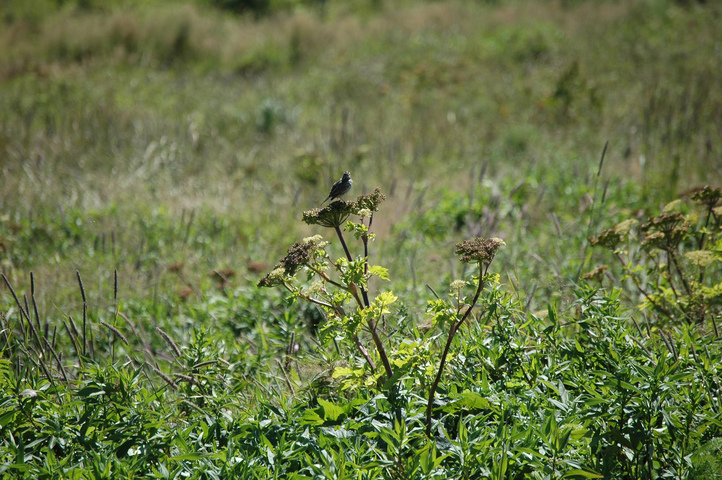 Photo of Melospiza melodia