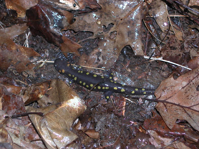 spottedsalamander