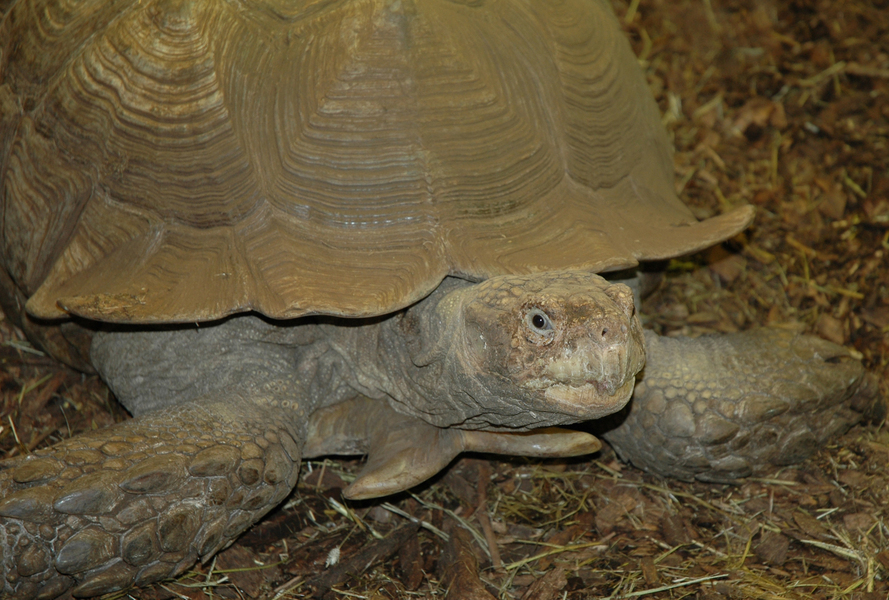 sulcata1