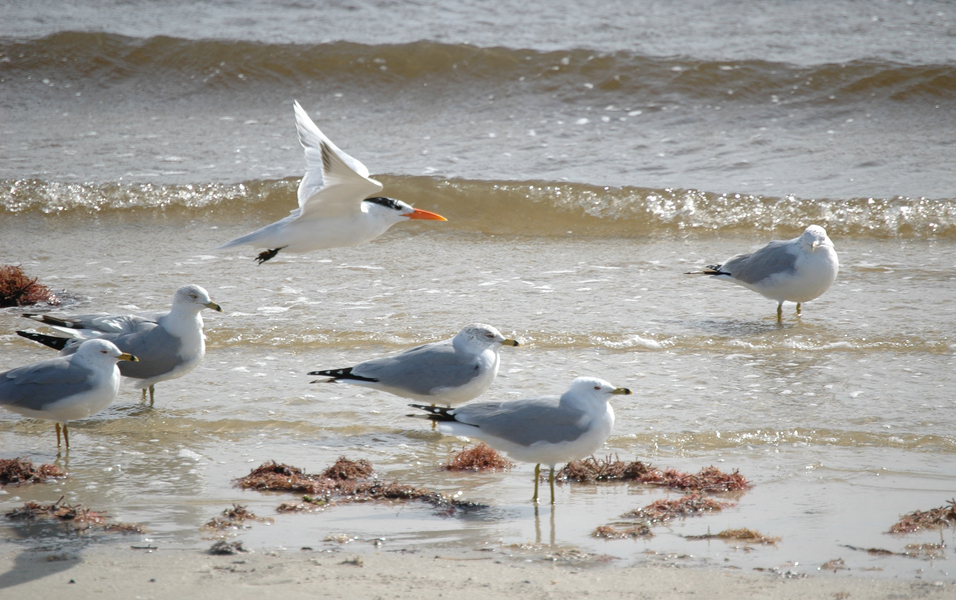 tern_flight