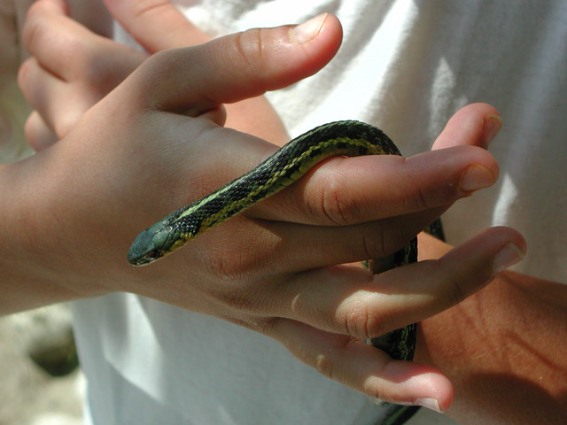 Photo of Thamnophis sirtalis