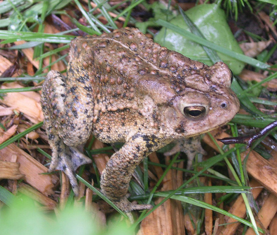 Photo of Anaxyrus americanus