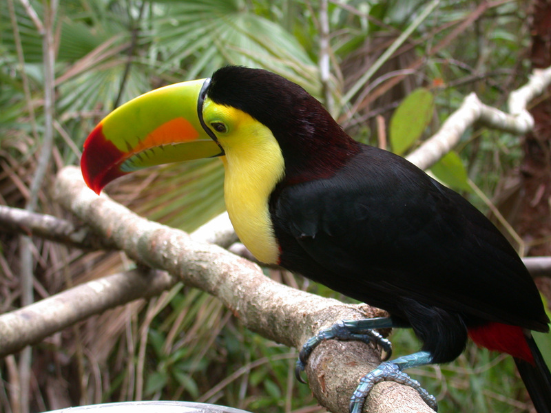 Ramphastos sulfuratus