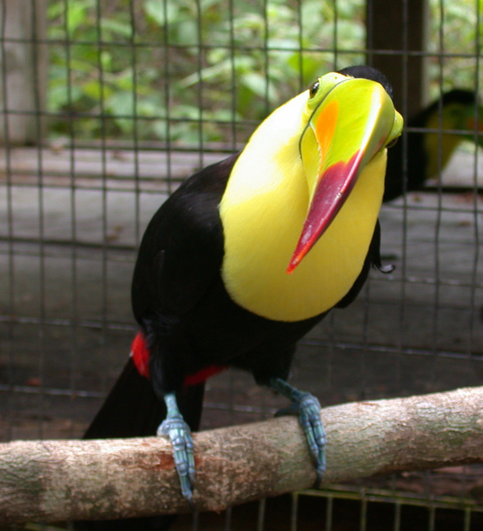 toucan2