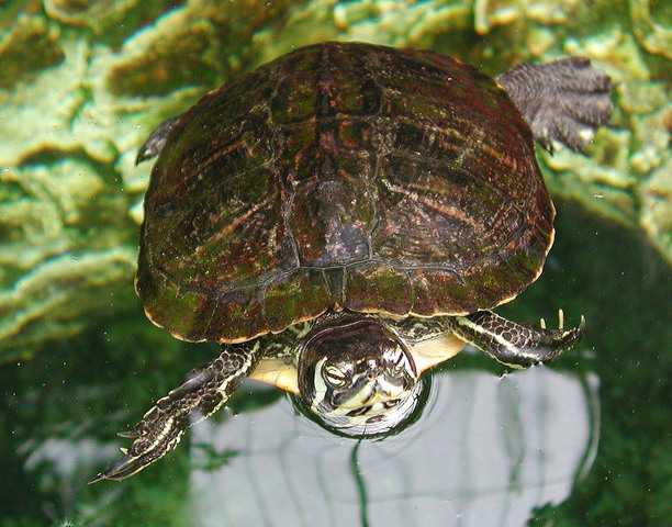 Photo of Trachemys scripta