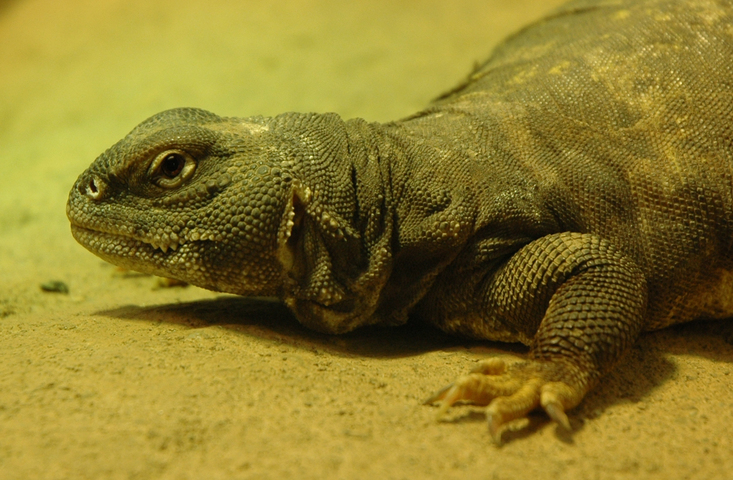 Photo of Uromastyx