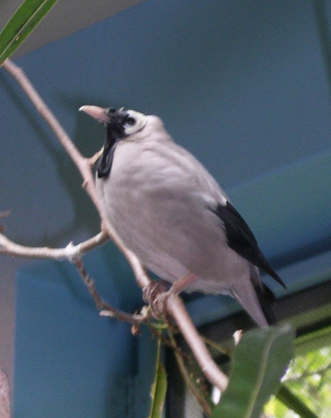 wattledstarling