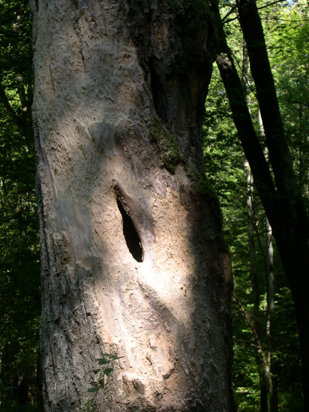 whitebackedwoodpeckersign