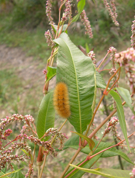 Lepidoptera