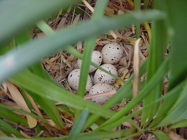 gambels_quail_eggs