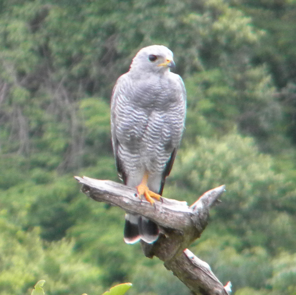 Falconiformes