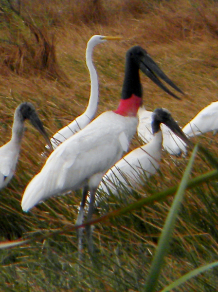 jabiru1