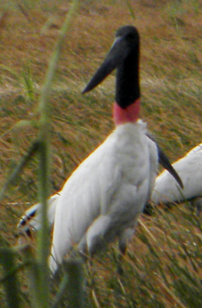 jabiru2