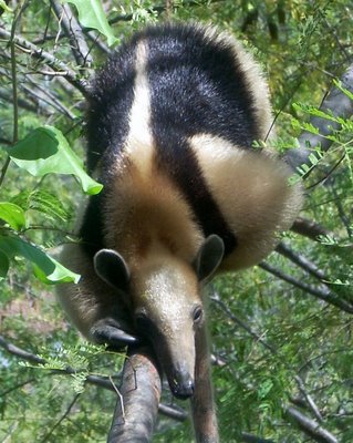 tamandua2