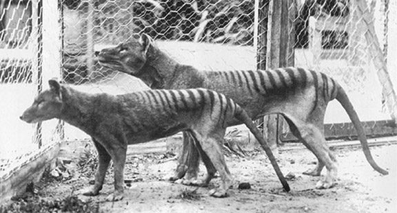 thylacine2