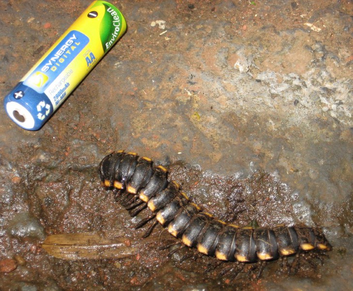 Millipede