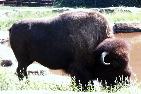 bison_pic00001