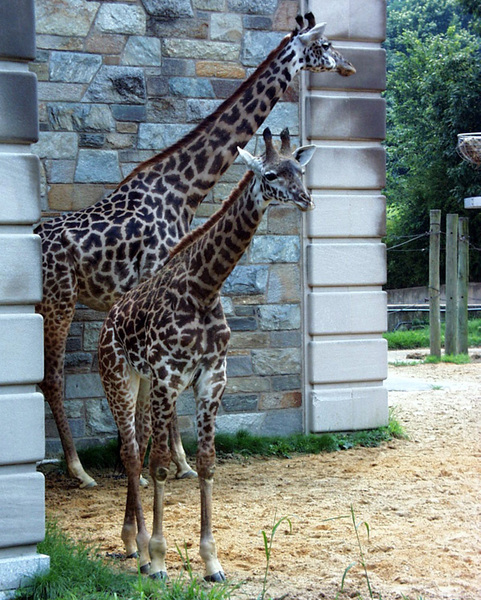 Giraffidae