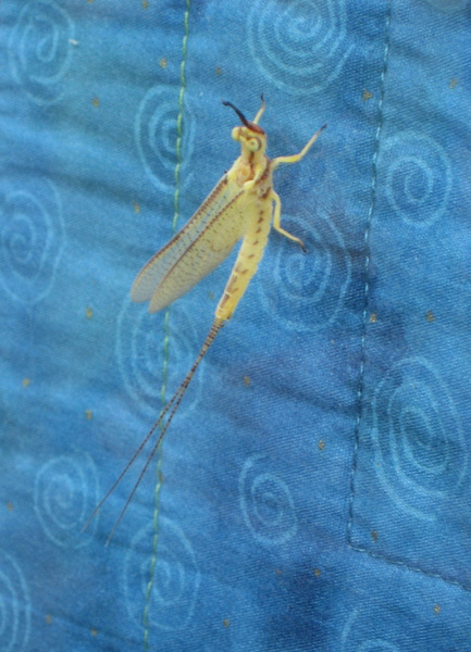 hexagenia-mayfly-on-blue