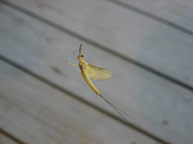 hexagenia-mayfly