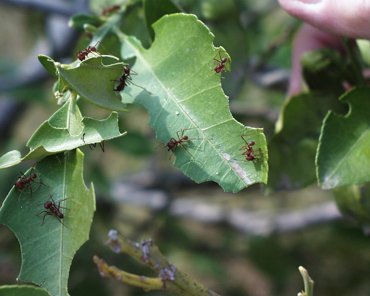 leafcutters.pic00035