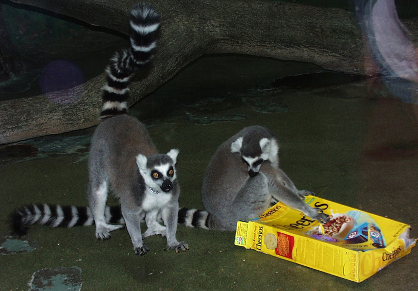 lemurs-ppark_pic00219