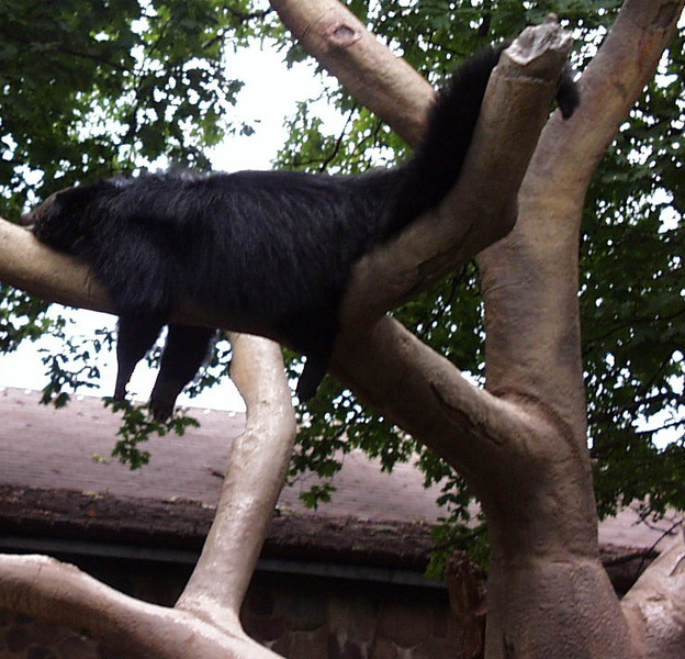 pic00203_binturong-ppark