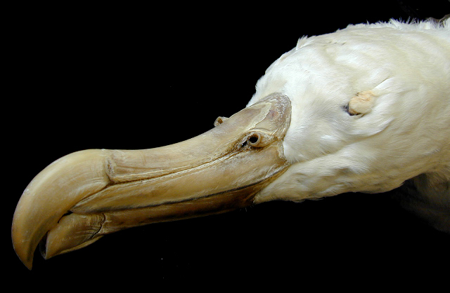 Craniata