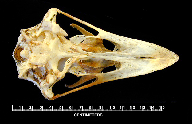 Craniata