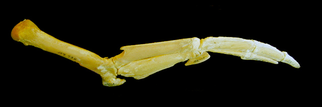 Craniata